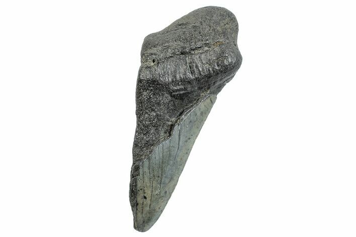 Partial Megalodon Tooth - South Carolina #272585